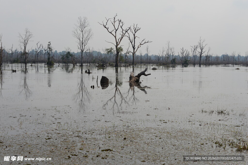 洪水淹没的枯树景象
