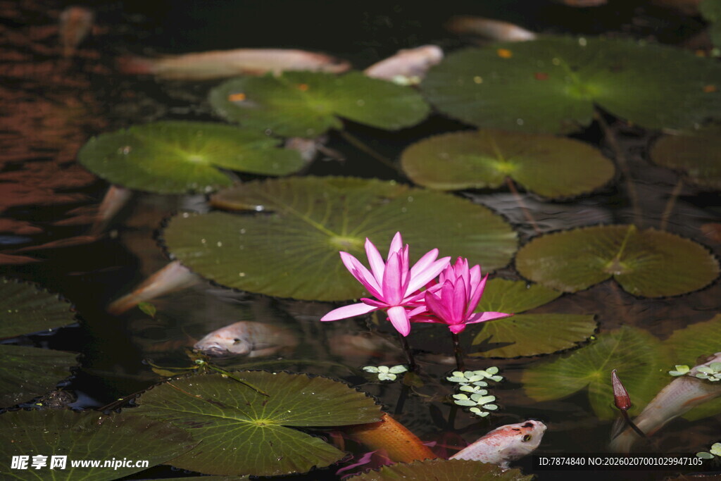水中睡莲与游鱼的景致