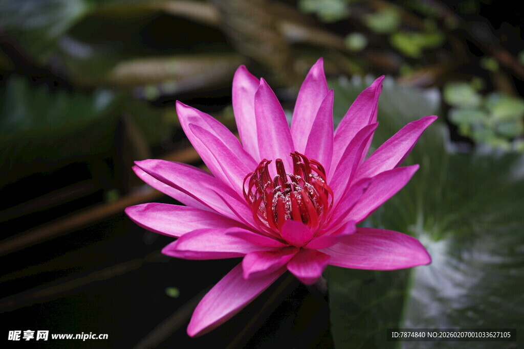 娇艳粉色睡莲绽放