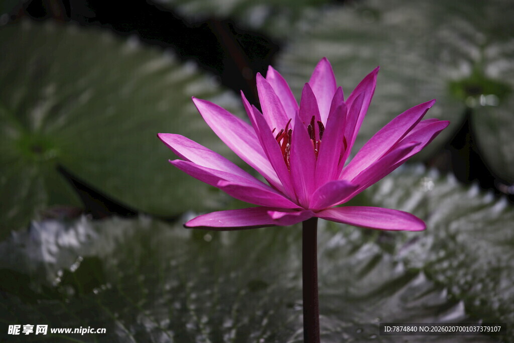 娇艳紫睡莲