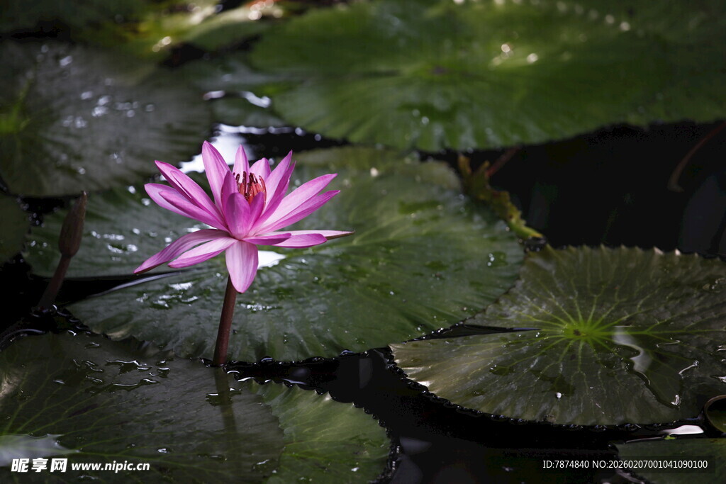水中绽放的娇艳粉色睡莲