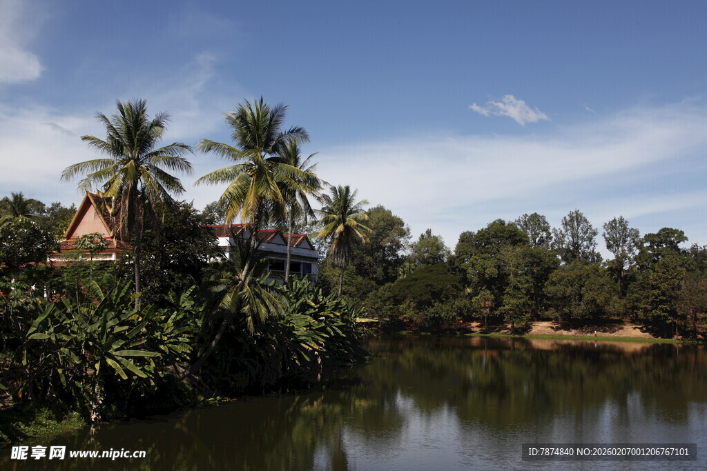 河畔椰树环绕的静谧风光