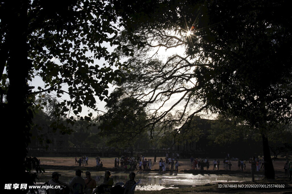 林间光影下的静谧户外场景