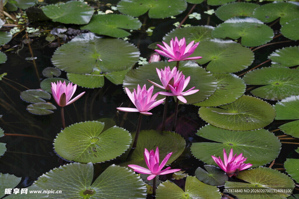 水中绽放的娇艳粉色睡莲