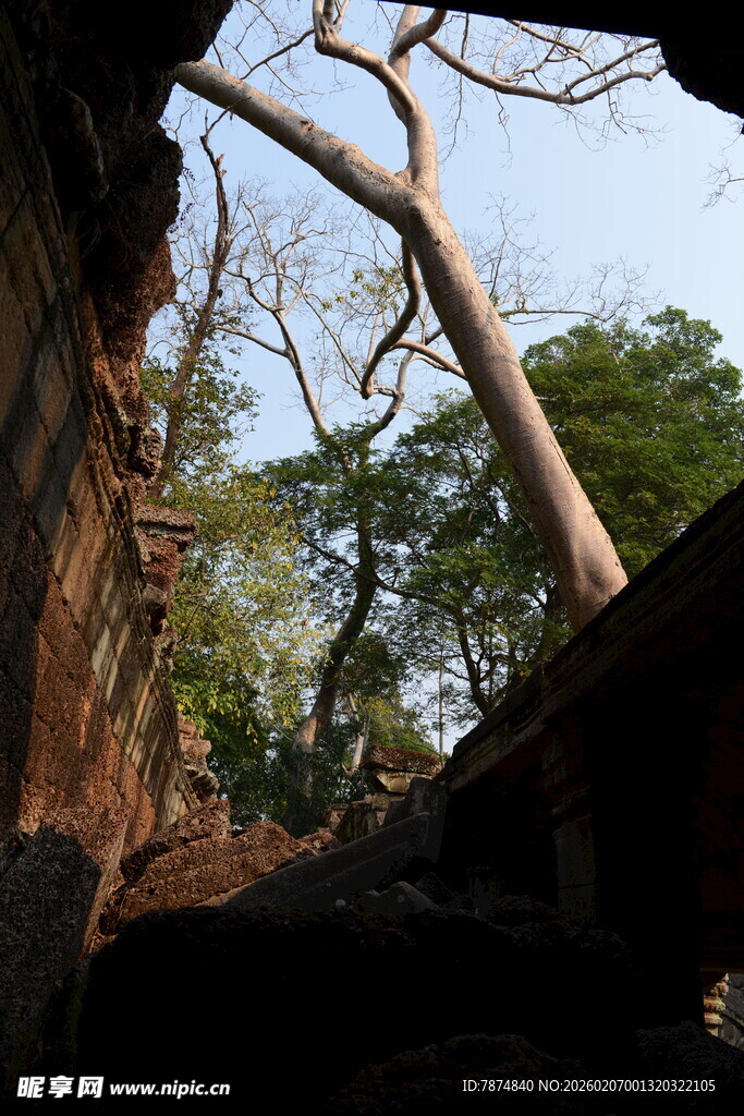古老树林中的倾斜大树