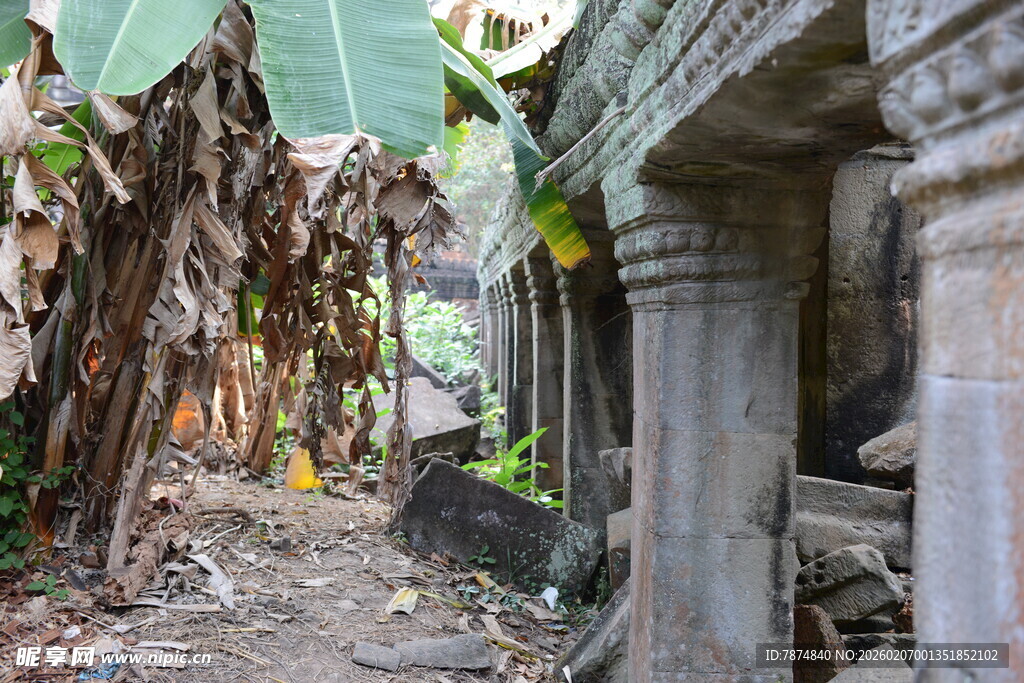 古老废墟中的自然生长景象