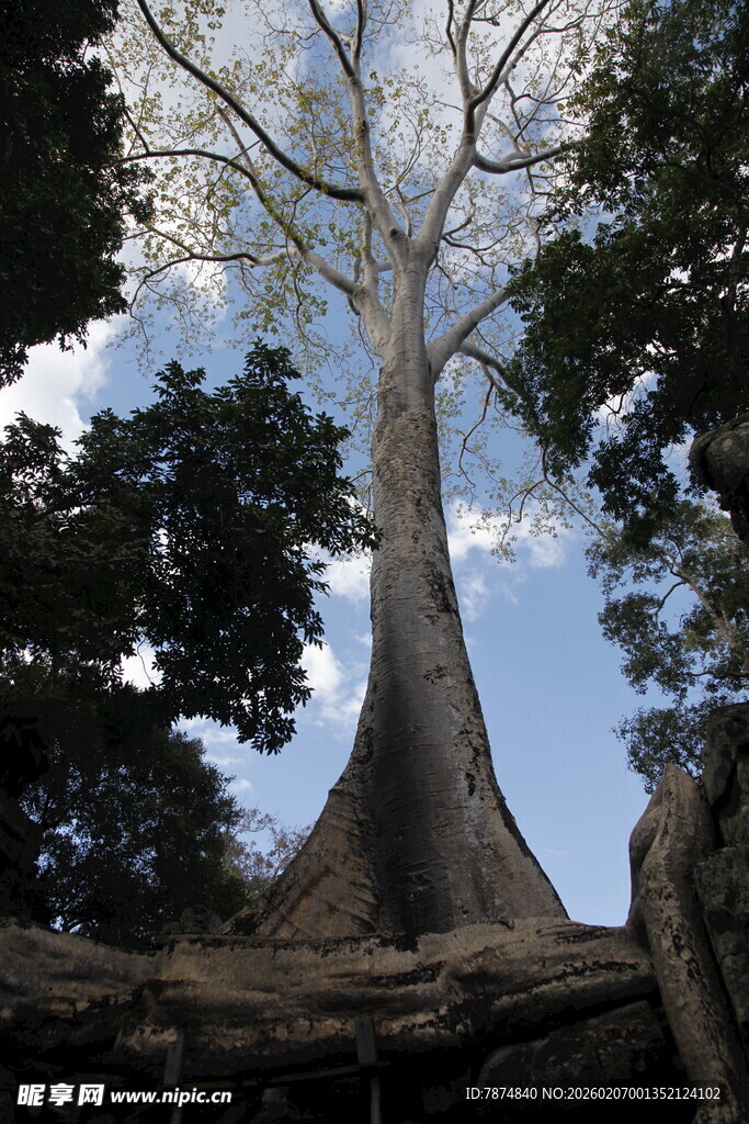 古老巨树扎根于繁茂丛林