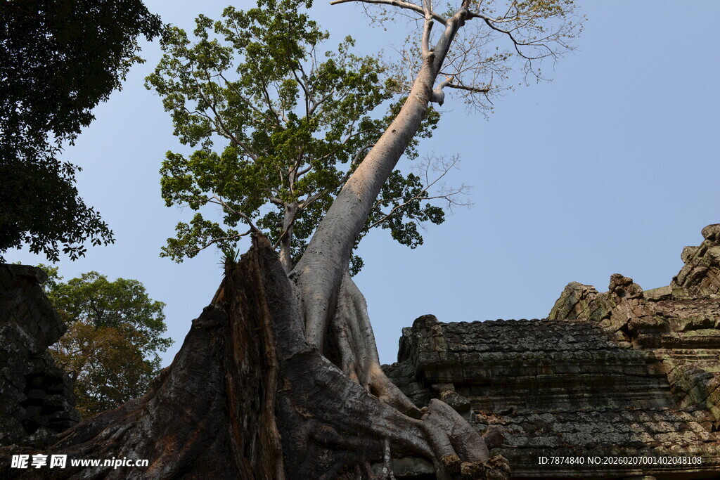 古树下的古老遗迹