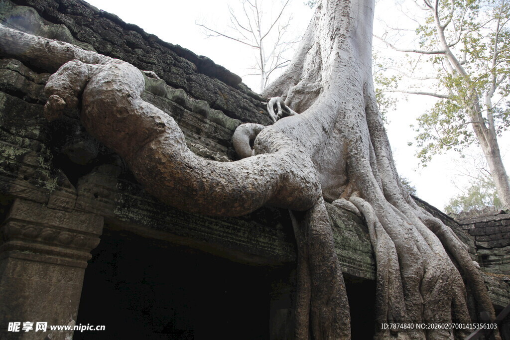 古寺庙与缠绕树根奇观