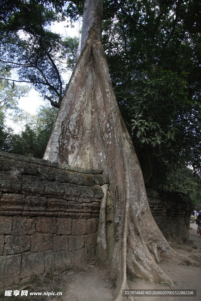 古树下的石墙遗迹