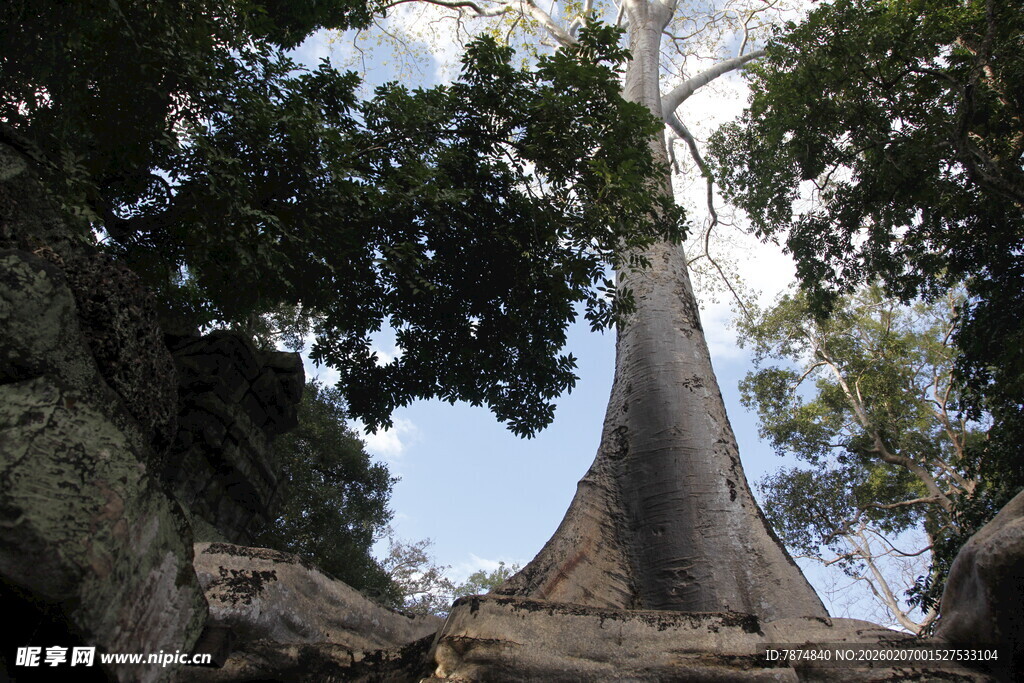 高大挺拔的热带雨林大树