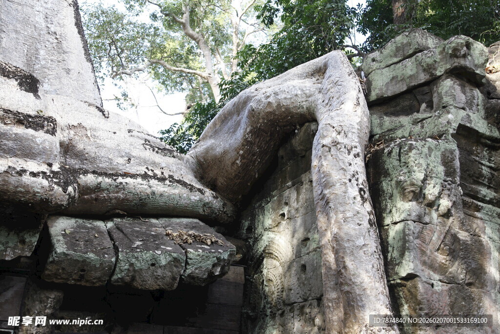 古树下缠绕的古老石建筑