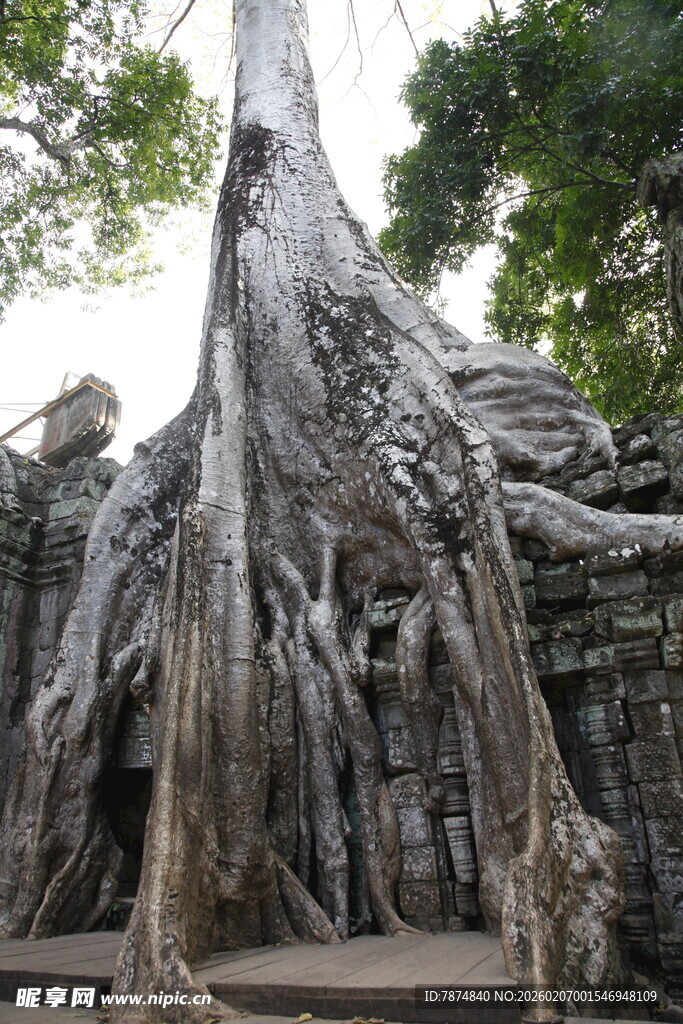 古树下缠绕的沧桑树根