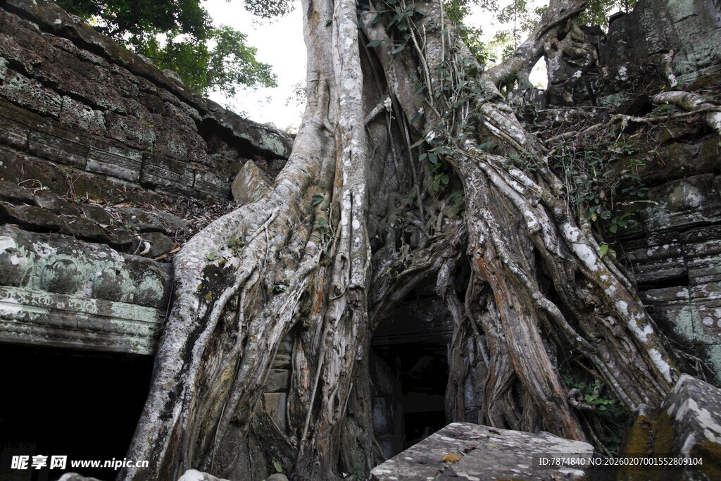 古树根缠绕古老石建筑