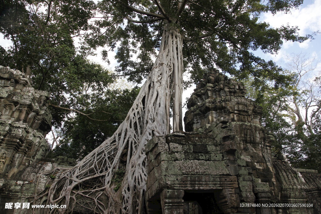 古树缠绕古老石建筑奇观