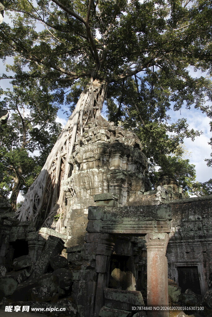 古老大树与神秘石建筑遗迹