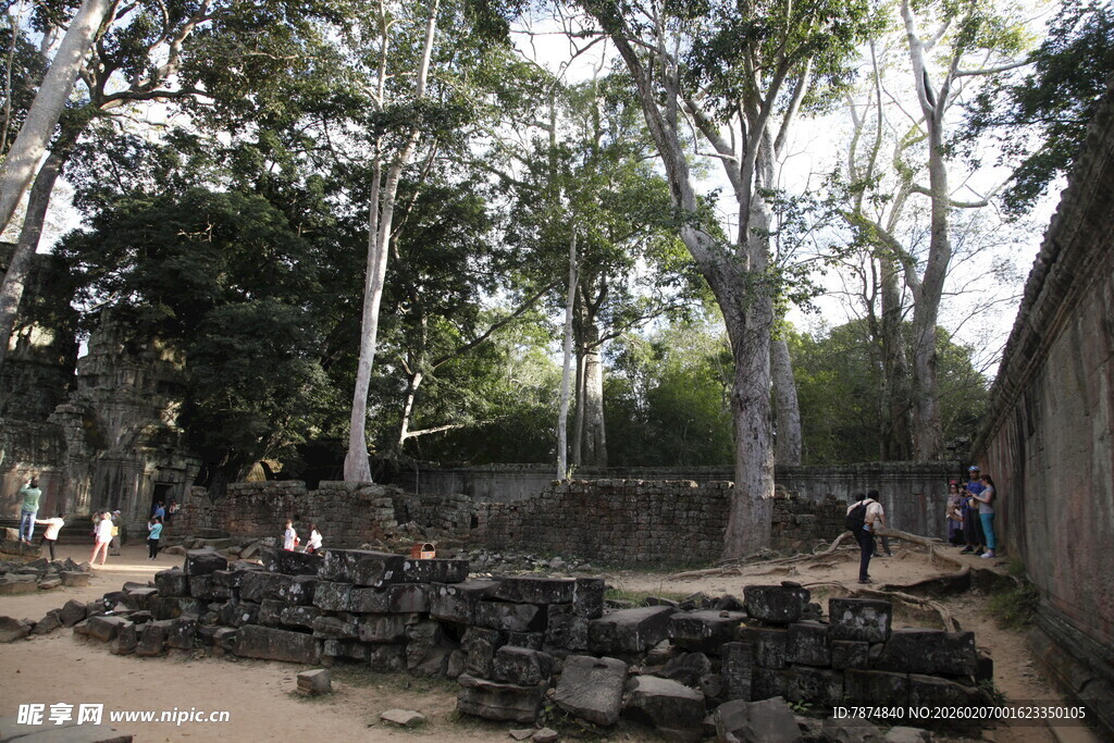 古老遗址中的参天树木