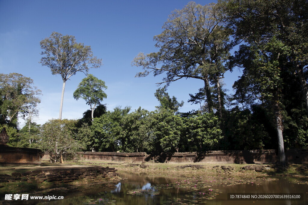 河畔茂密树林景观