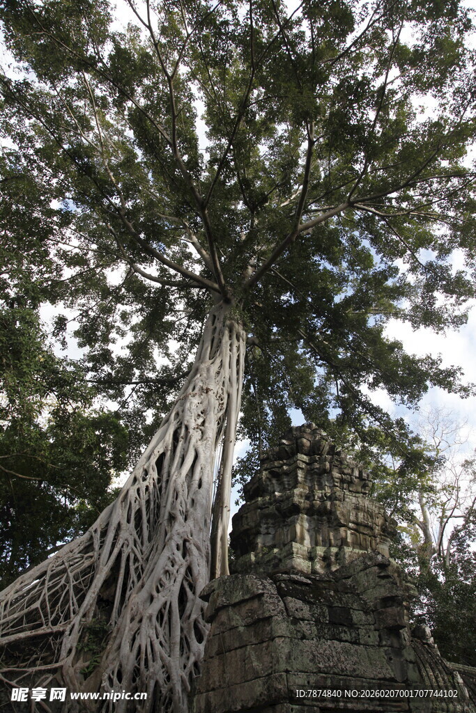 巨大古树盘根错节的景象