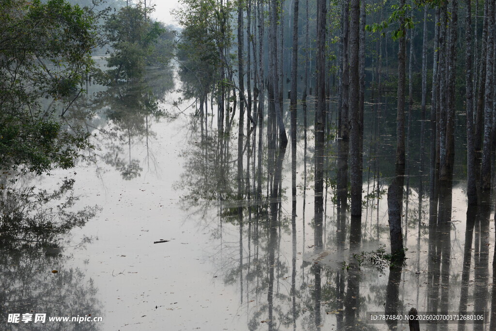 水上树林景观 静谧自然美