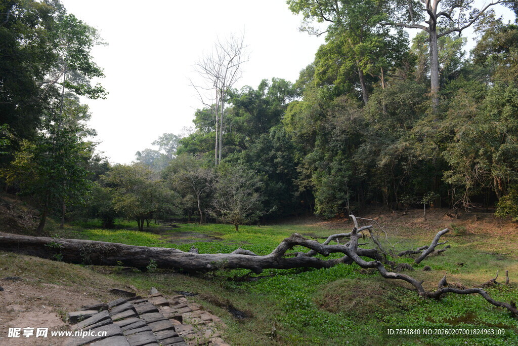 森林中倒伏的树木景观