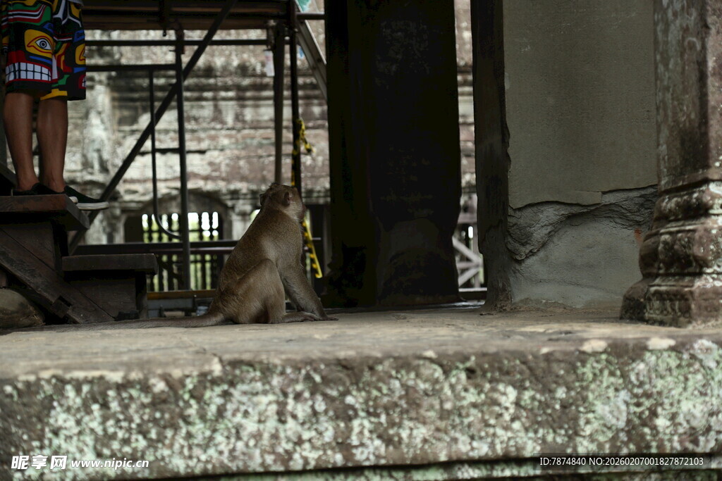 石台上休憩的猴子
