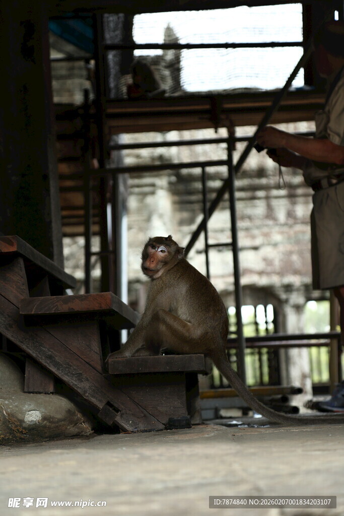 废弃建筑中独坐的猴子