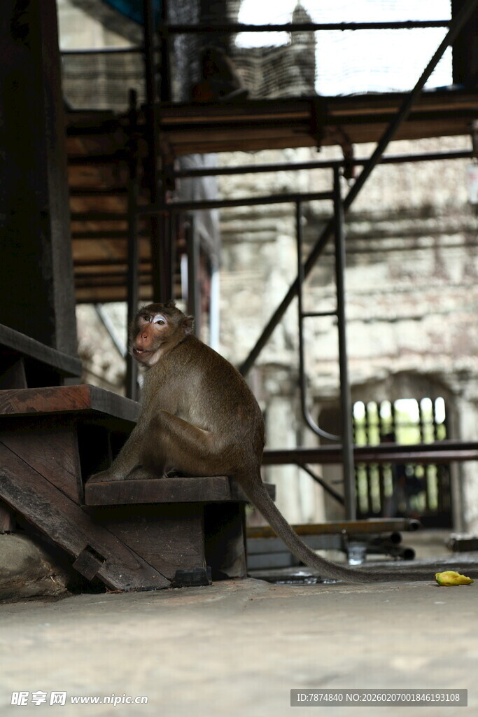 工地中的猴子