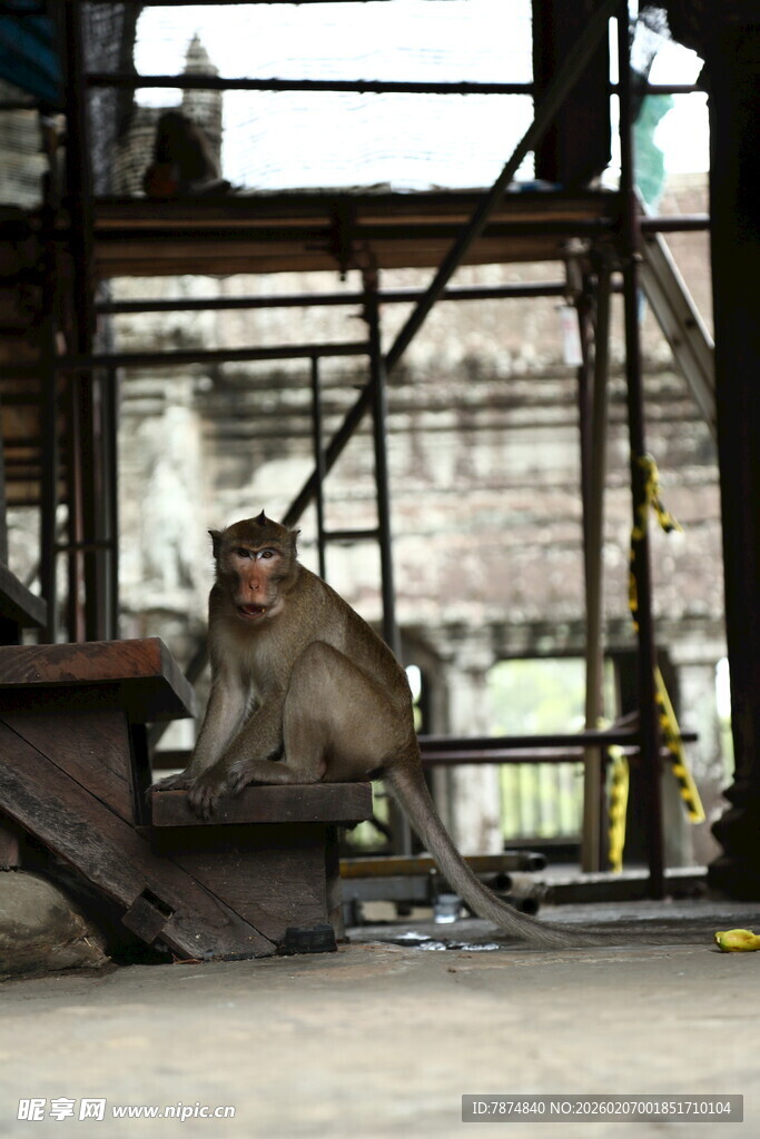 工厂里独坐的猴子