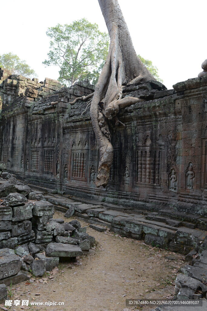 古老石墙与盘根错节的树根