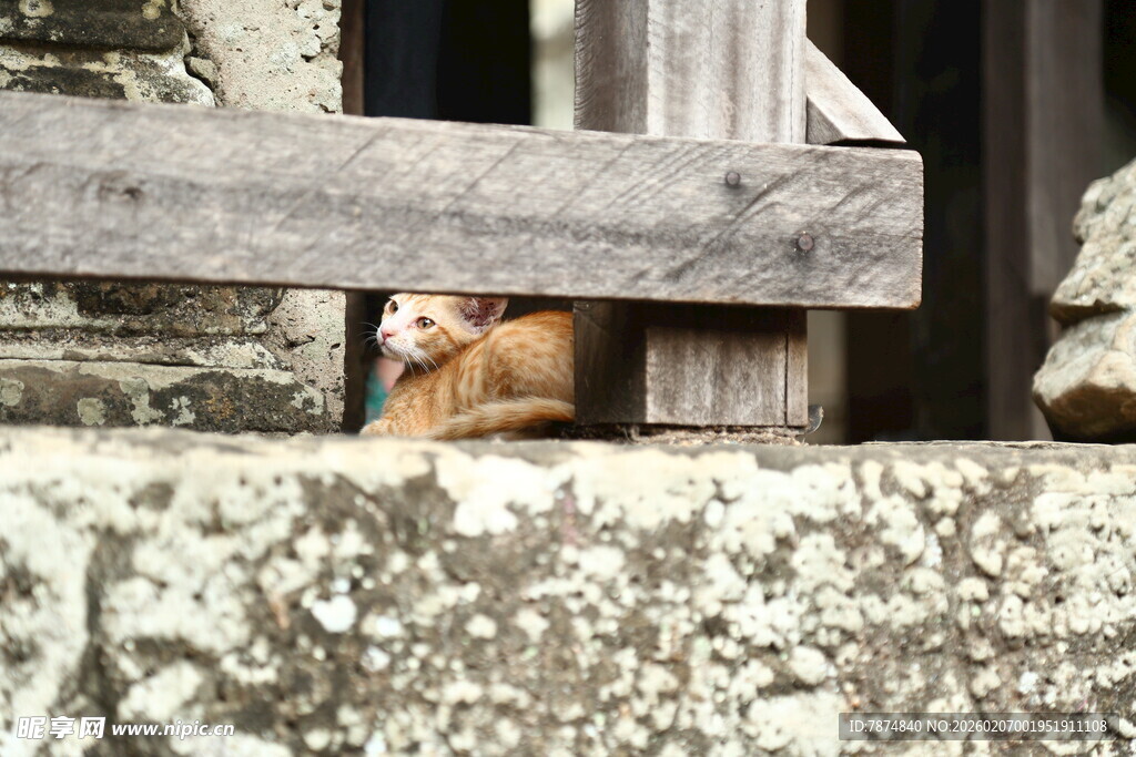木栏后探头的可爱猫咪