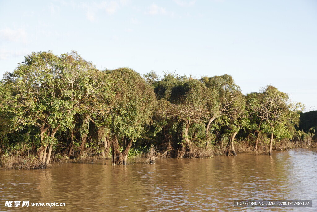 河畔葱郁树林 河水悠悠