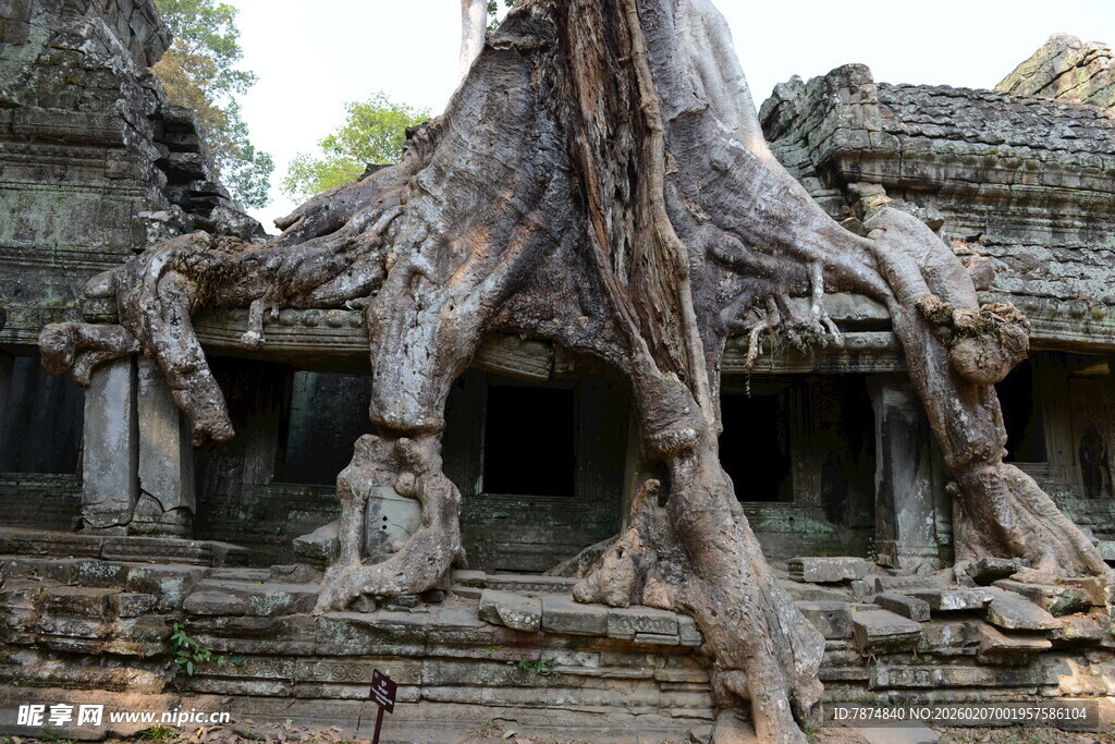古老庙宇被树根缠绕奇观