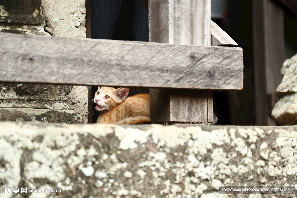 窗边探头的可爱小猴子
