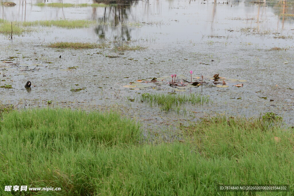 湿地中的水鸟与绿色植被