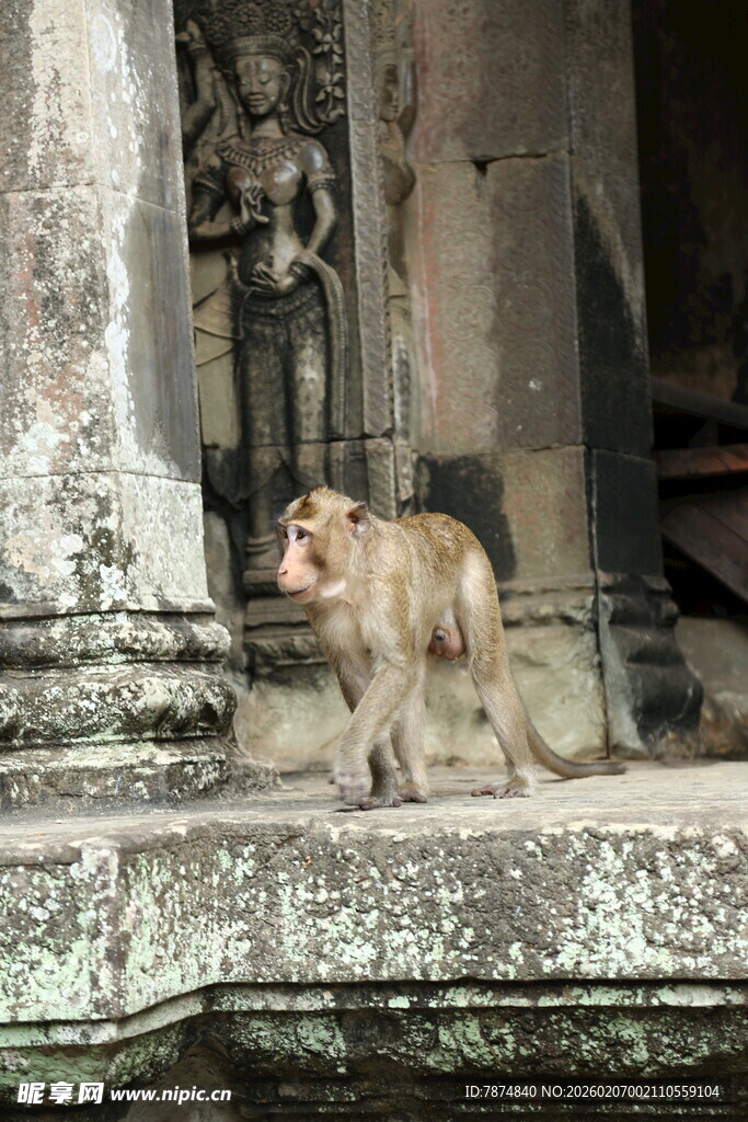 寺庙旁的猴子