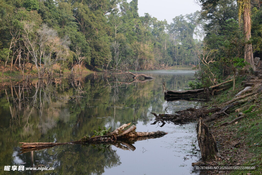 宁静森林中的清澈河流