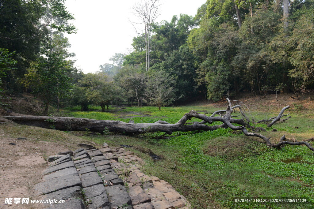 林间倒伏的枯木景观