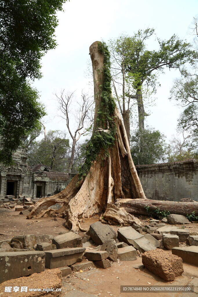 古老废墟中生长的参天大树