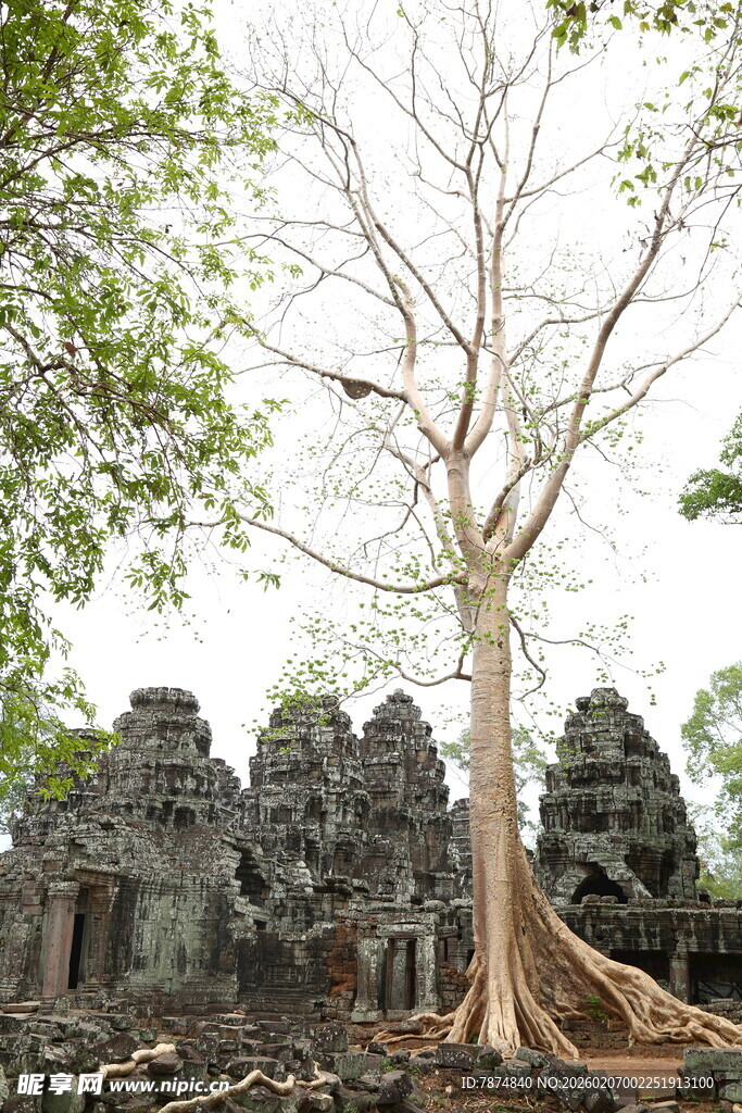 吴哥窟旁盘根错节的古树