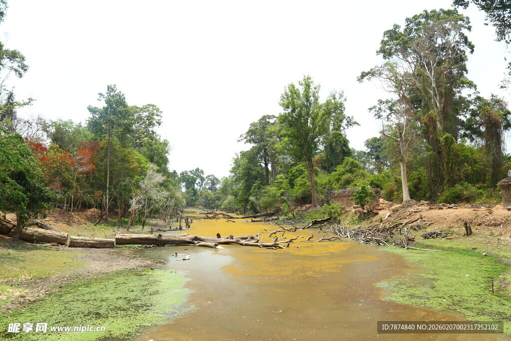 野外河流旁的茂密树林景观