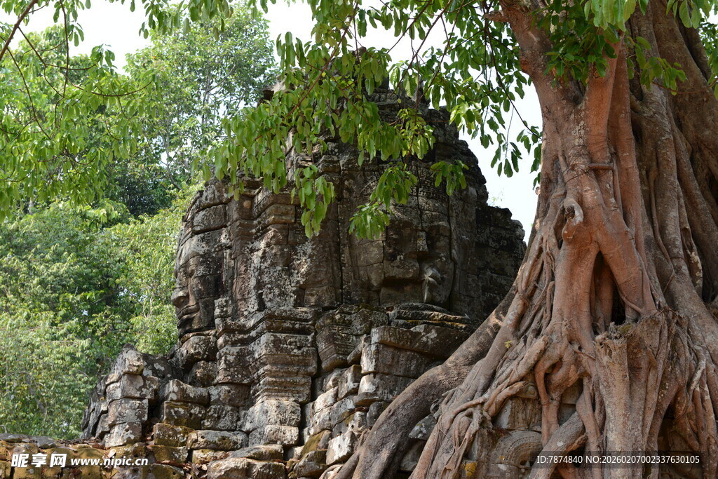 古树盘绕古老石建筑