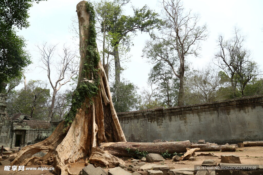 倒下的大树及周围木材场景