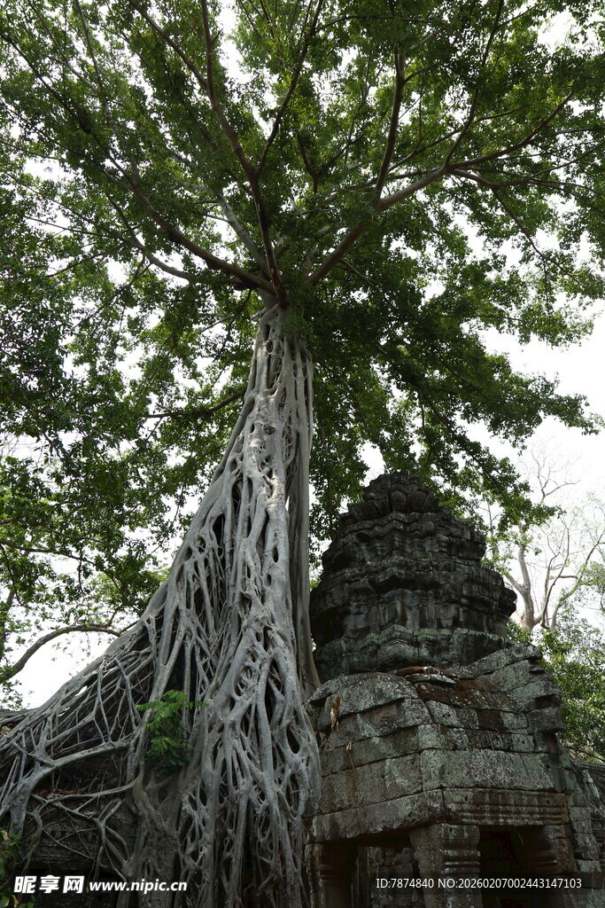 古树下的神秘古老建筑