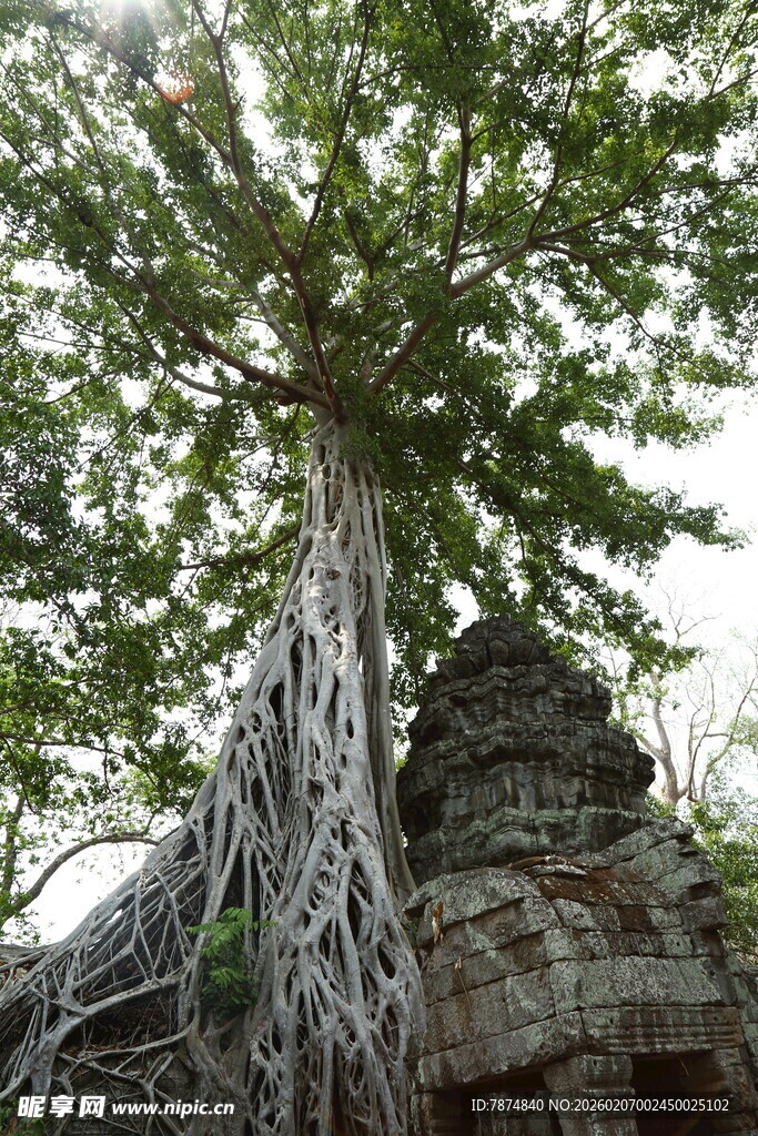 古树下的古老建筑奇观