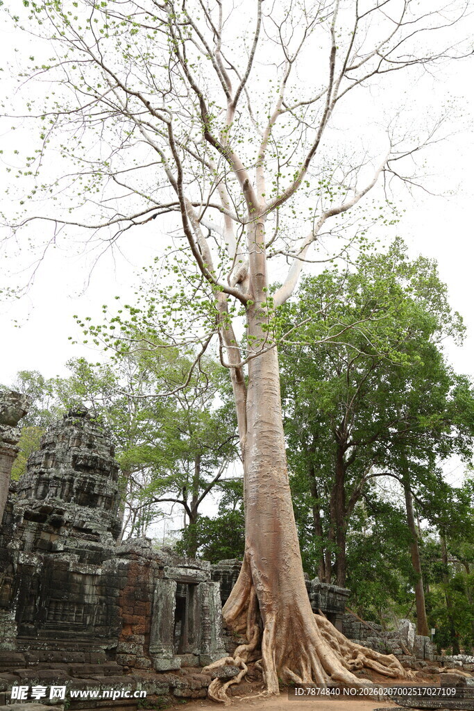 古老大树盘踞于石间