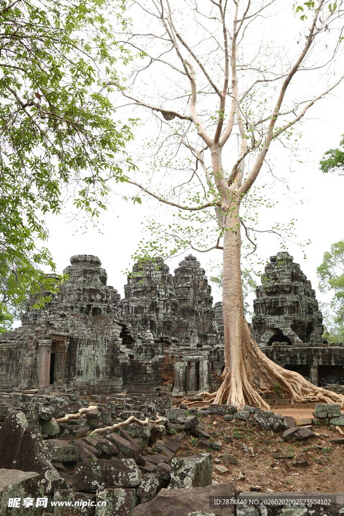 古老寺庙旁的盘根古树