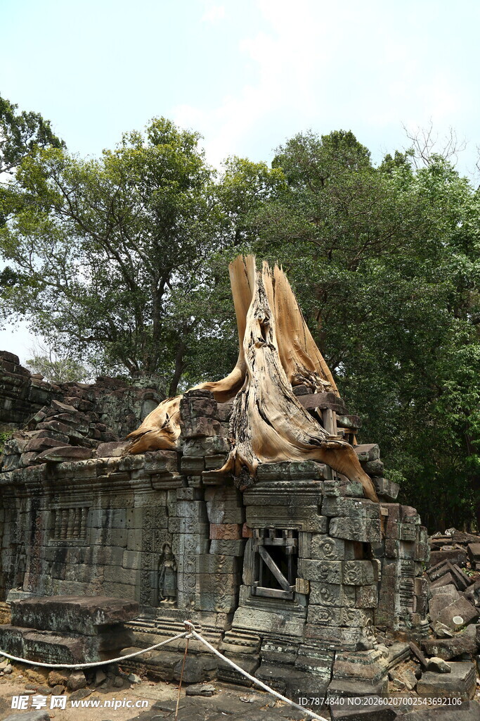 古树缠绕的古老石建筑遗迹