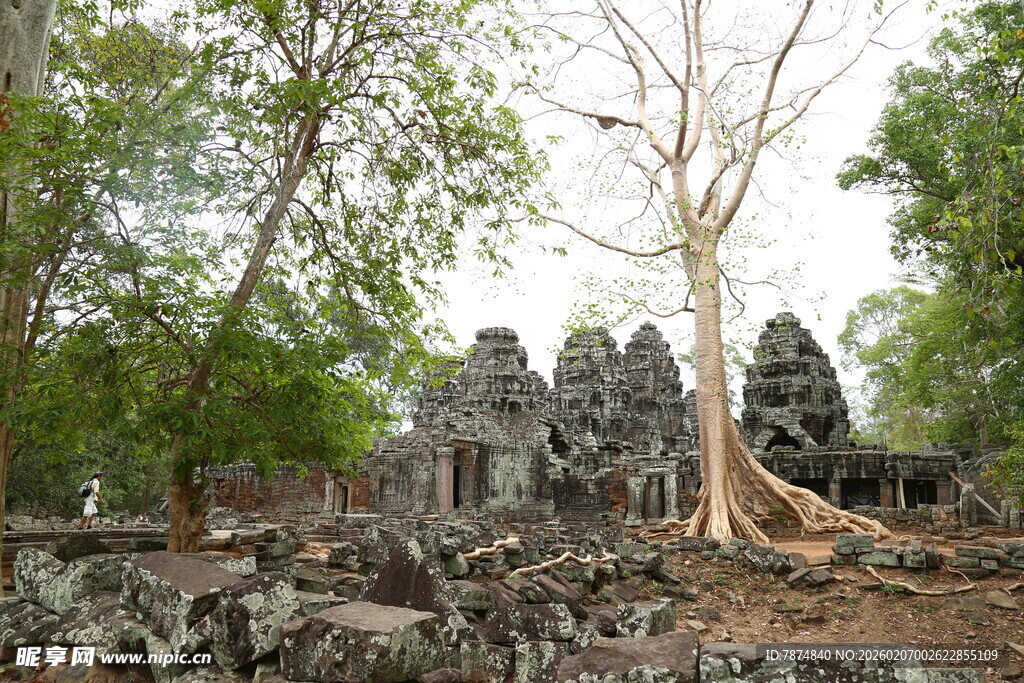 古老寺庙与盘根错节的古树