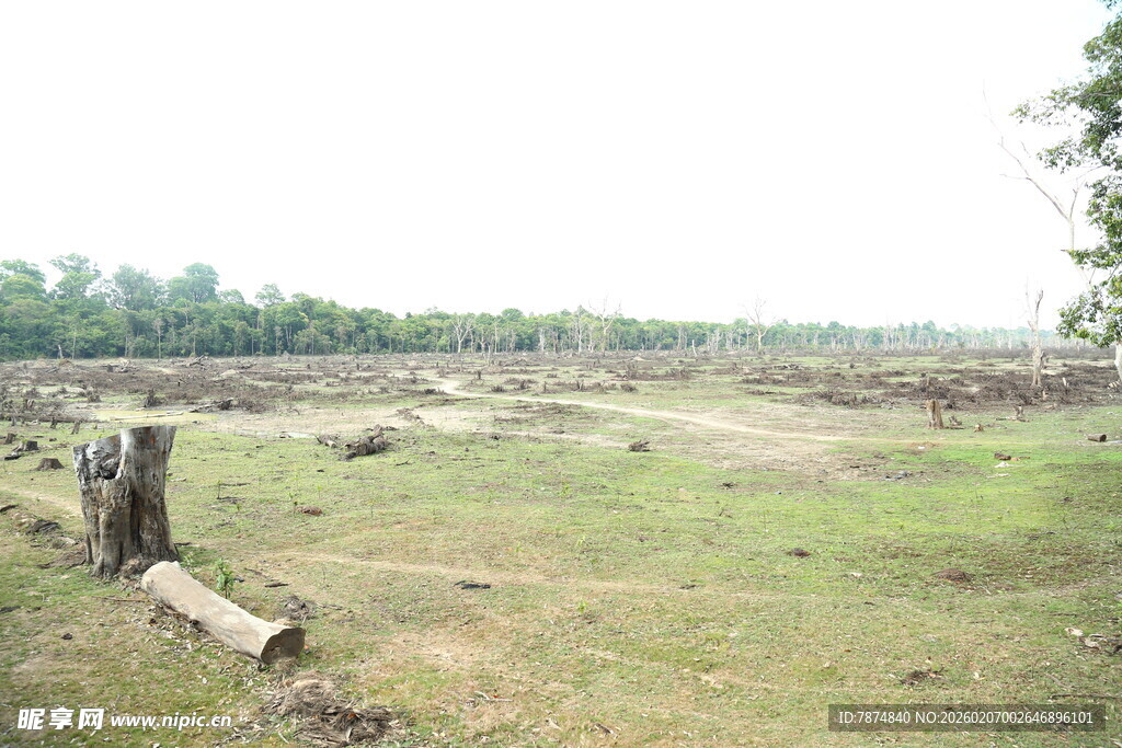 野外开阔草地与木桩景象